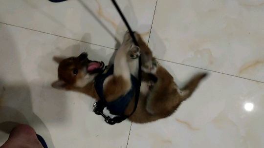 IBADDOG发布了一个斗鱼视频2019-05-23