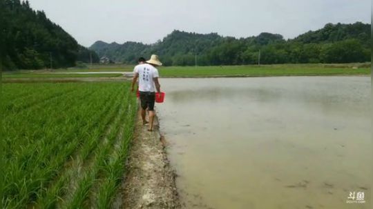 收地笼扣黄鳝。 2019-05-24 13点场