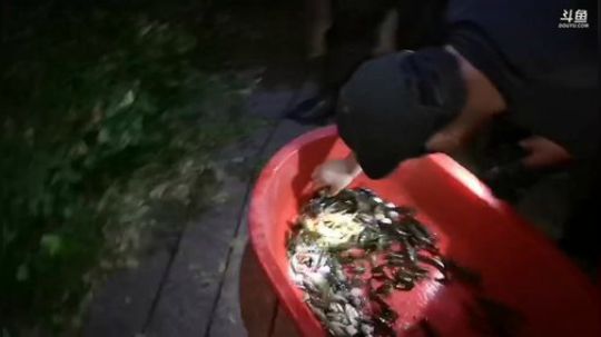 我本善良72发布了一个斗鱼视频2019-05-28