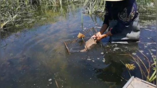 科头溜子发布了一个斗鱼视频2019-05-29