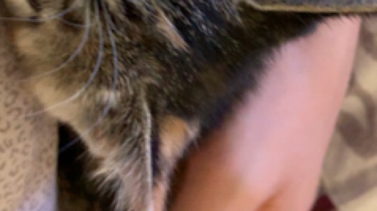 敲你吗！！！这几只猫老在我被子上拉屎，下播趴床上逗猫老闻着很