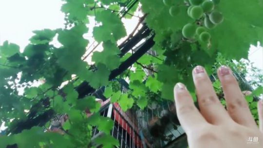 丿Good丶发布了一个斗鱼视频2019-06-01