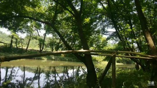 台长颠颠48小时作死生存。 2019-06-03 10点场