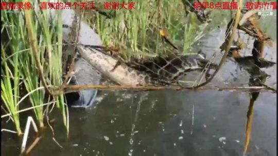 我本善良72发布了一个斗鱼视频2019-06-05