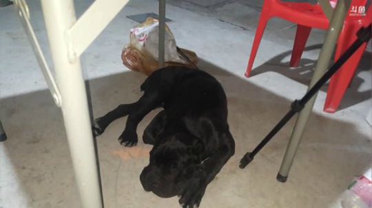 一生守护铁公鸡发布了一个斗鱼视频2019-06-05