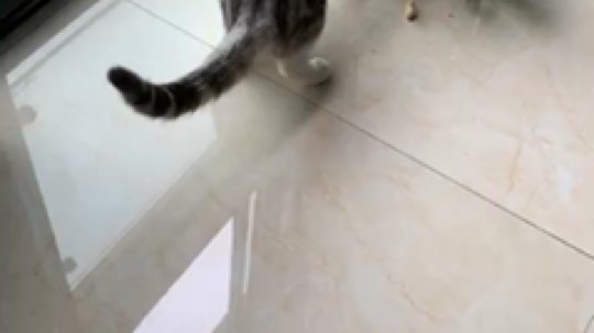 请叫我呸呸呸丶发布了一个斗鱼视频2019-06-08