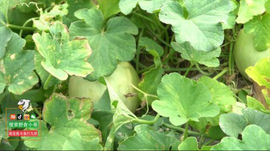 我在斗鱼看野食小哥直播美食