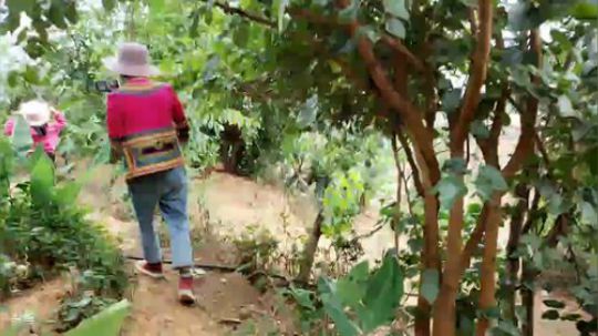 我在攀枝花，你在哪？菜野蜂蜜 2019-06-09 16点场