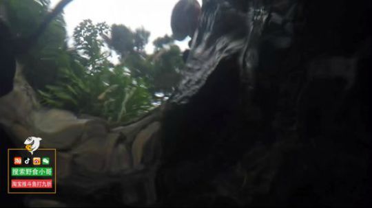 哆啦爱梦梦发布了一个斗鱼视频2019-06-15