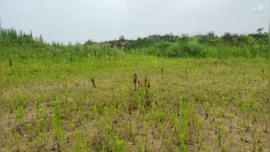August丶21th发布了一个斗鱼视频2019-06-17