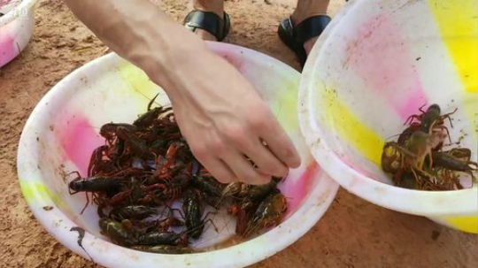 龙虾收割机！！！ 2019-06-20 18点场