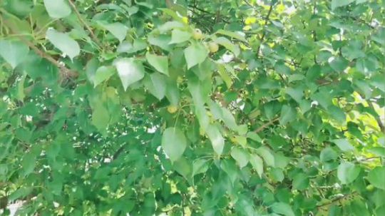 流量帮扶-乌兰浩特市。 2019-06-22 09点场