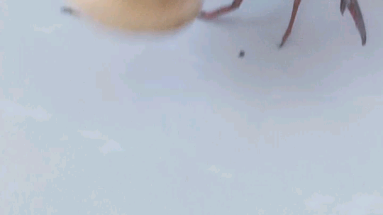 1喵子发布了一个斗鱼视频2019-06-23