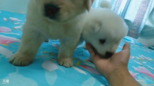 我在斗鱼看硕家丶Cku硕颖犬舍直播户外