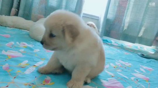 我在斗鱼看硕家丶Cku硕颖犬舍直播户外