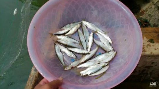 收河道鱼网。 2019-06-25 10点场