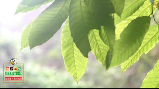 我在斗鱼看野食小哥直播美食