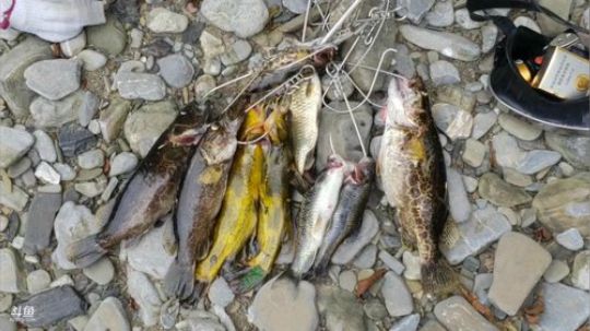 听说河道鱼多起来了？？？ 2019-07-04 12点场