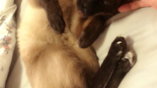 你们要的汉堡视频…