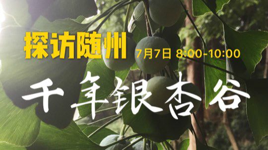 探访随州千年银杏谷