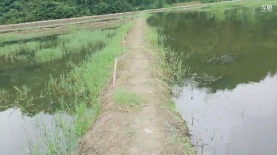 带着小朋友钓龙虾。 2019-07-08 10点场