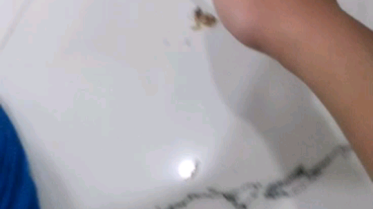 下午鸽了，给个猫片