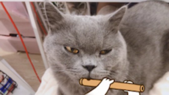 快看快看 我家猫成精啦