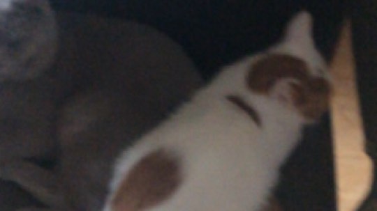 猫占熊巢  蠢猫[惊讶][惊讶]