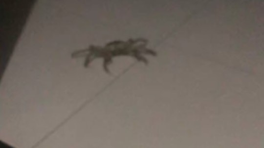 大晚上的爬出来一只螃蟹！还以为是大蜘蛛呢。吓死.