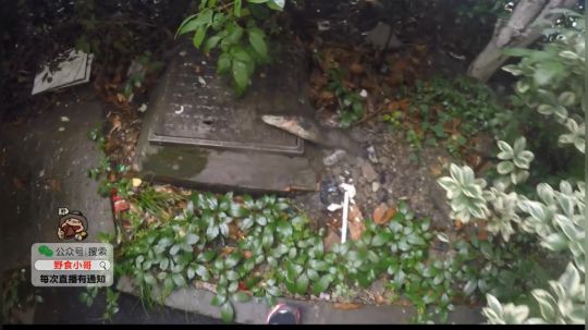 哆啦爱梦梦发布了一个斗鱼视频2019-07-13