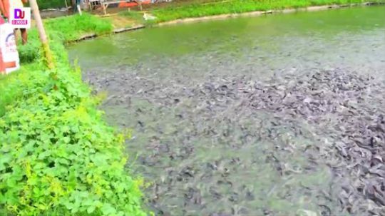 印度鲶鱼养鱼业令人难以置信的饲养员带你嗨~~