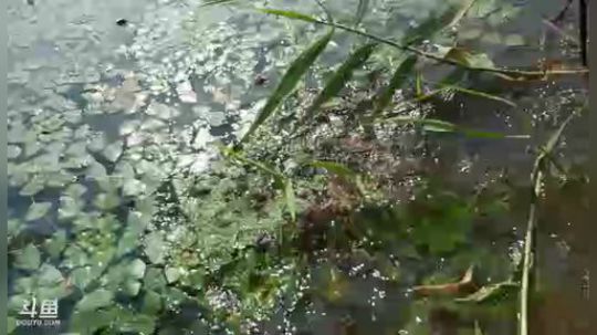 猪肝+黄酒+暴晒=史前巨鳖？ 2019-07-14 08点场