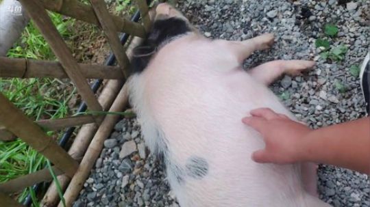 向往的※生活(≧ω≦)/ 2019-07-13 18点场