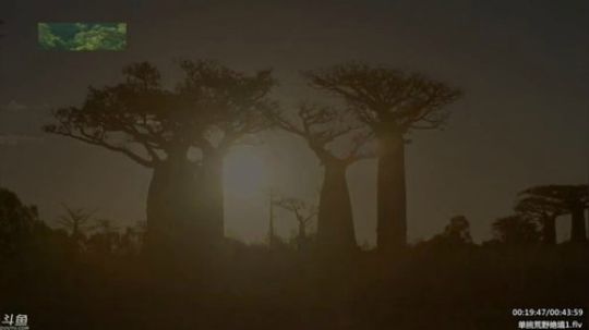 户外遛狗王飞哥发布了一个斗鱼视频2019-07-14