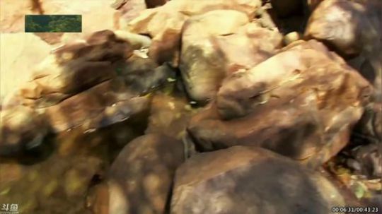 户外遛狗王飞哥发布了一个斗鱼视频2019-07-13