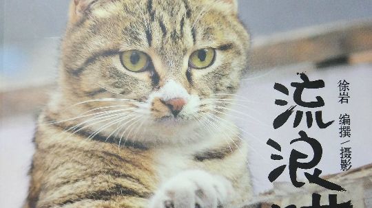 奶猫参观日