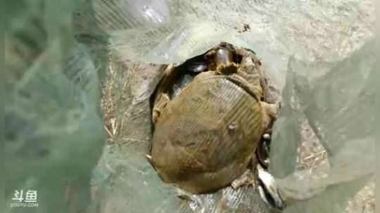 猪肝+黄酒+暴晒=史前巨鳖？ 2019-07-15 08点场