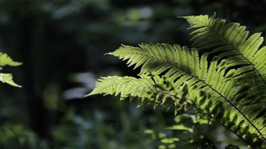 【营地菜肴】韩国小哥的肉汉堡~ 大森林中的厨房带着雨后的清香