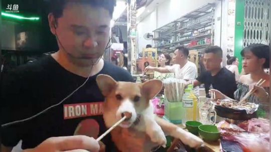 好家伙 拿串儿喂狗 和串狗PK 哈哈