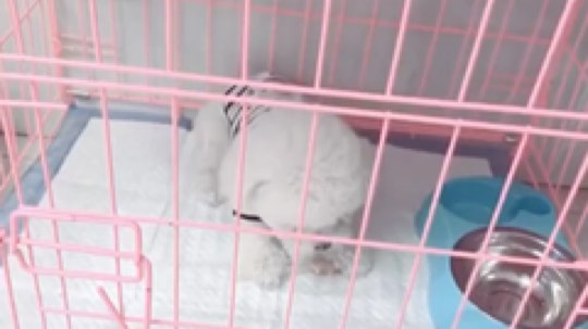 你们要看的小精灵鬼（棉球）[色][色]