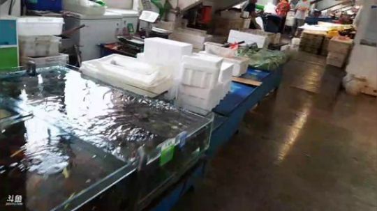 龙马精神丶老狼哥发布了一个斗鱼视频2019-07-20