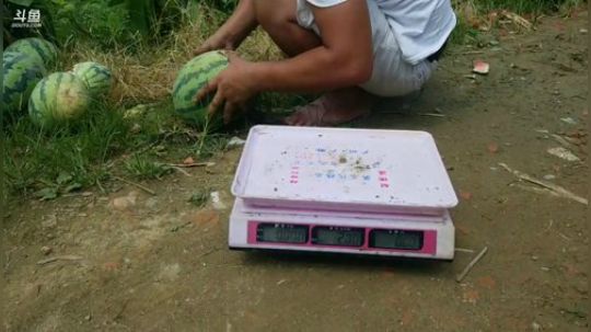 西瓜节开始。 2019-07-20 10点场