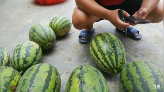 西瓜节开始。 2019-07-20 10点场