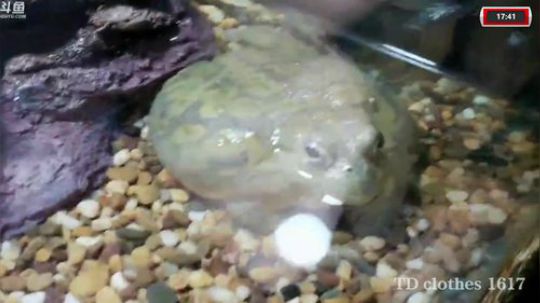 HHHISHHH发布了一个斗鱼视频2019-07-22