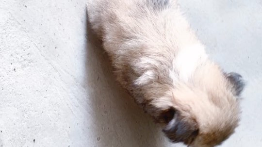 两只小可爱?