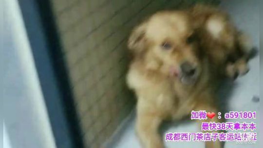 555丶KG发布了一个斗鱼视频2019-07-22