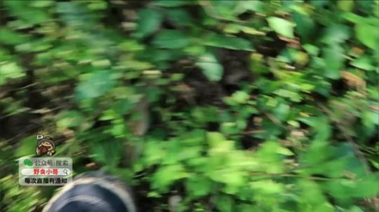 哆啦爱梦梦发布了一个斗鱼视频2019-07-22