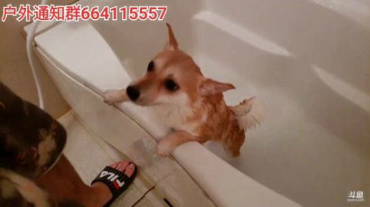 顾影无如白发何丶发布了一个斗鱼视频2019-07-22