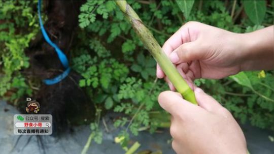 哆啦爱梦梦发布了一个斗鱼视频2019-07-22