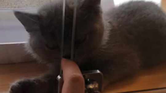 我们一起云吸猫…一起喵喵喵喵喵～OwO…上个月的吸猫视频Tm